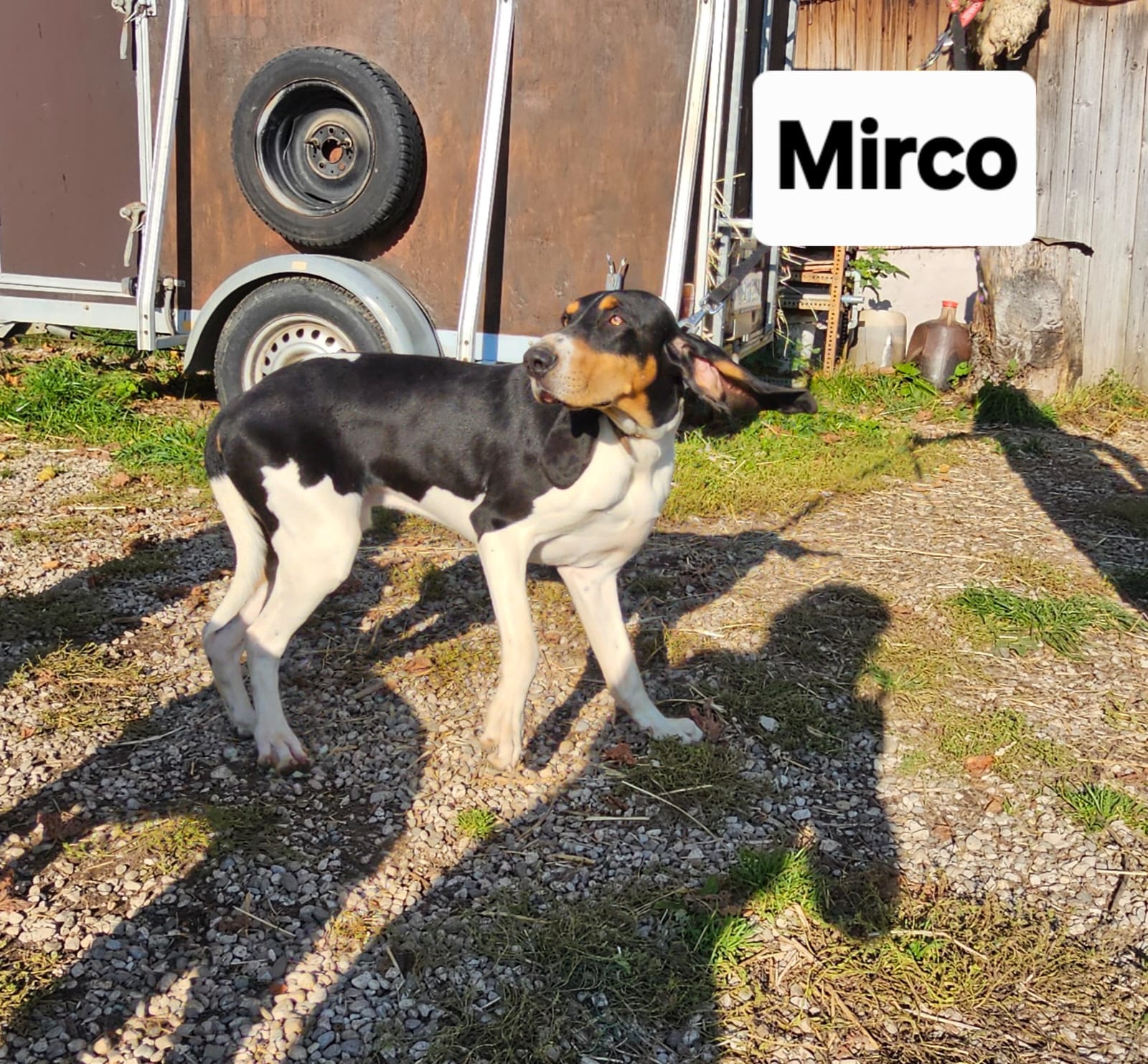 Mirco